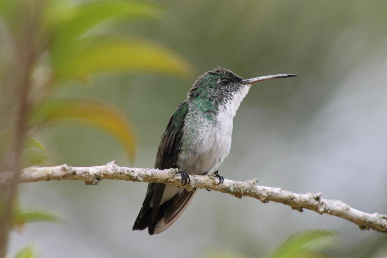 Pousada Colibri Morro de São Paulo Dış mekan fotoğraf